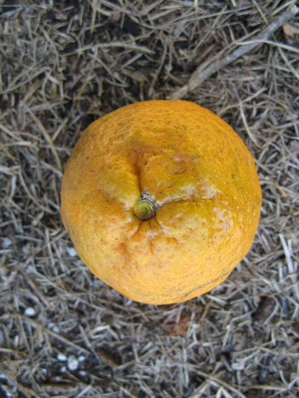              Fruit (Winter Haven, FL)       